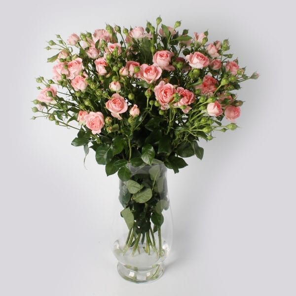 Boeket Femke; een trosroos met een zachtroze kleur. Deze roos heeft pioenachtige bloemen, prachtig groen blad en vele knoppen. Een pareltje in uw huis.
