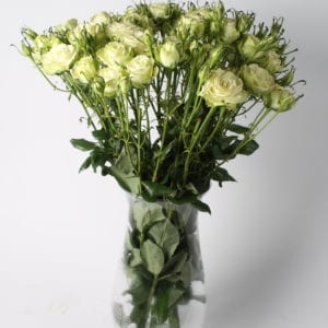Rooscadeau - Boeket Mint Tea trosrozen. Deze trosroos is herkenbaar aan zijn bijzondere verschijning. De bloem heeft namelijk een mintachtige kleur.