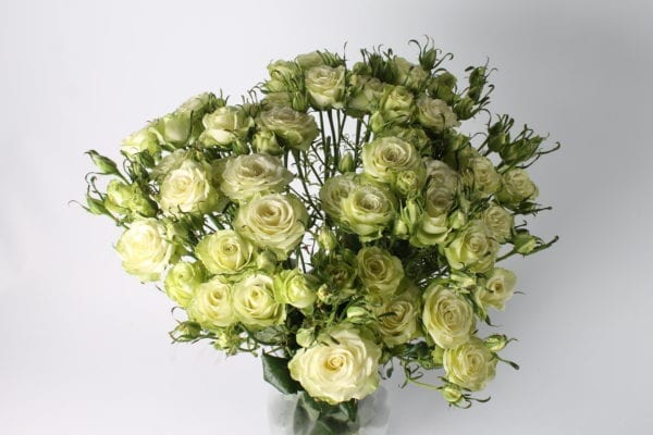Boeket Mint Tea trosrozen. Deze trosroos is herkenbaar aan zijn bijzondere verschijning. De bloem heeft namelijk een mintachtige kleur.