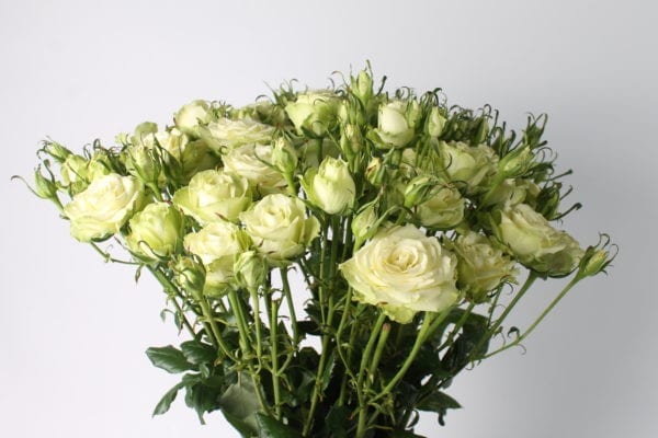Boeket Mint Tea trosrozen. Deze trosroos is herkenbaar aan zijn bijzondere verschijning. De bloem heeft namelijk een mintachtige kleur.